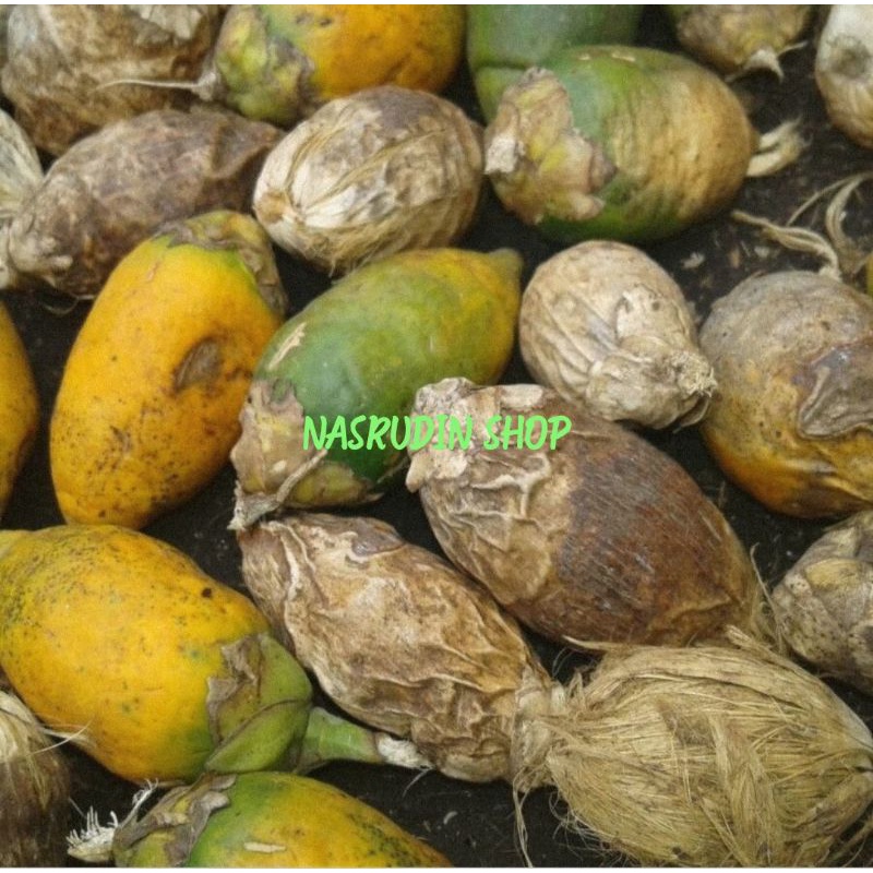 

BUAH PINANG TUA 1KG JATUHAN APA ADANYA CAMPUR BISA UNTUK BIBIT | BUAH JAMBE | BUAH NANGPI | BUKAN PINANG BATARA