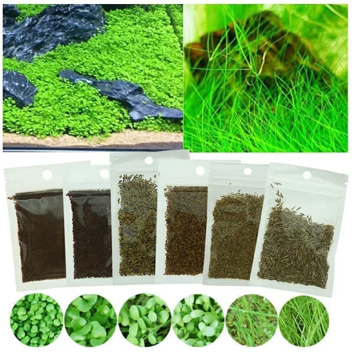 Carpet Aquascape / Tanaman Aquascape / Aquascape Carpet