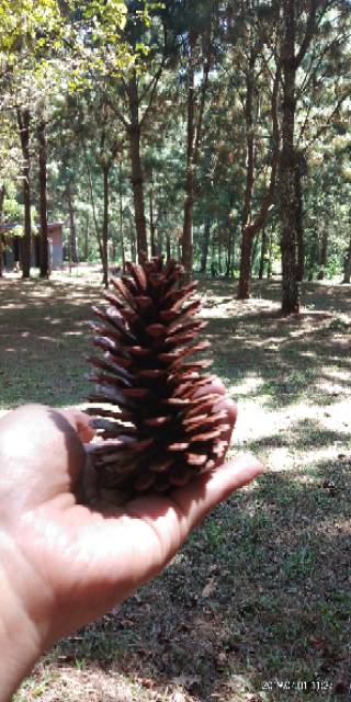 Bunga Pinus Kering Pinecones Rustic Strobilus kering Dried9