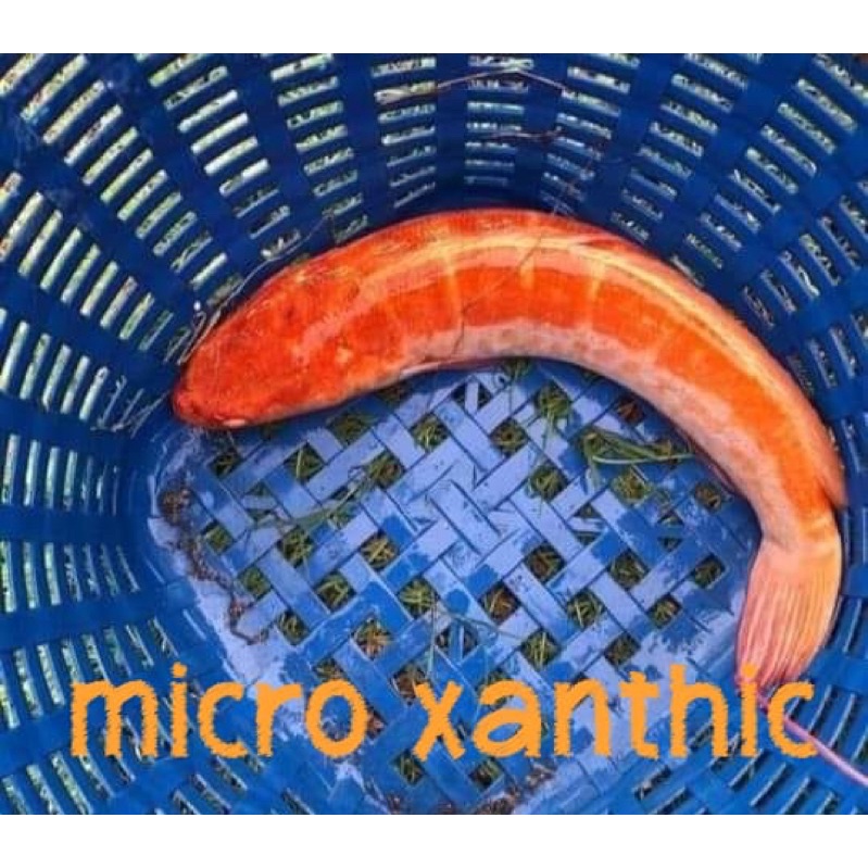 toman xanthic
