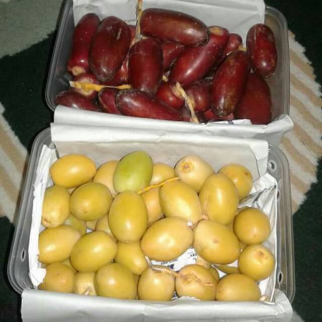 

KURMA MUDA MERAH KUNING & HIJAU