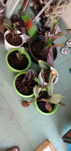 Pusat    Paket Tanaman Hias Calathea Indoor - Black Lipstik Dll    Tanaman Hias