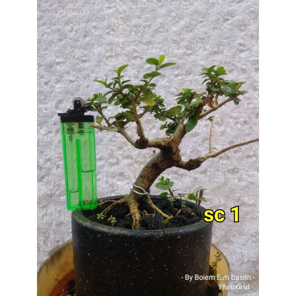 Bahan Bonsai Mame Sancang