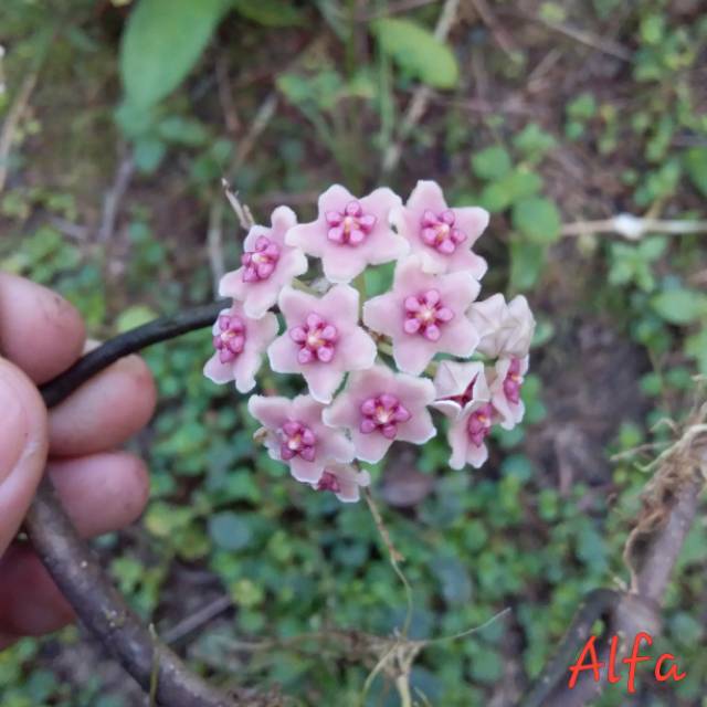 Hoya diversifolia