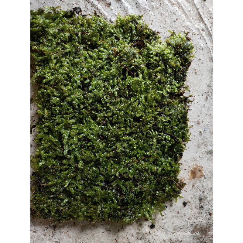 

Moss racardia