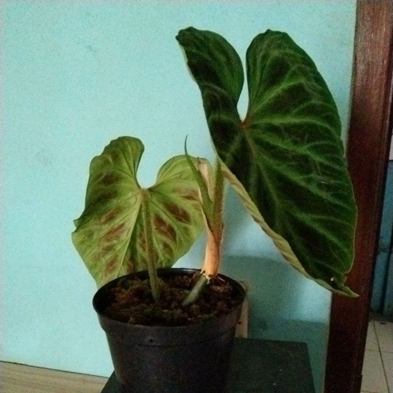 tanaman hias verucosum