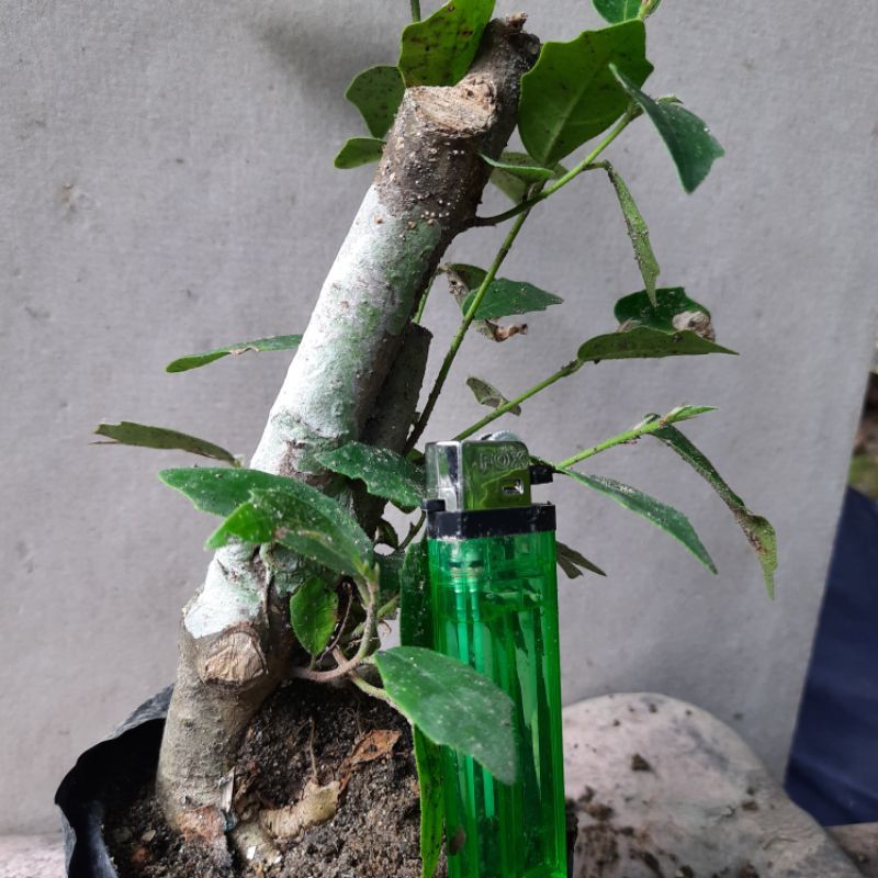 bahan bonsai ampelas ok.