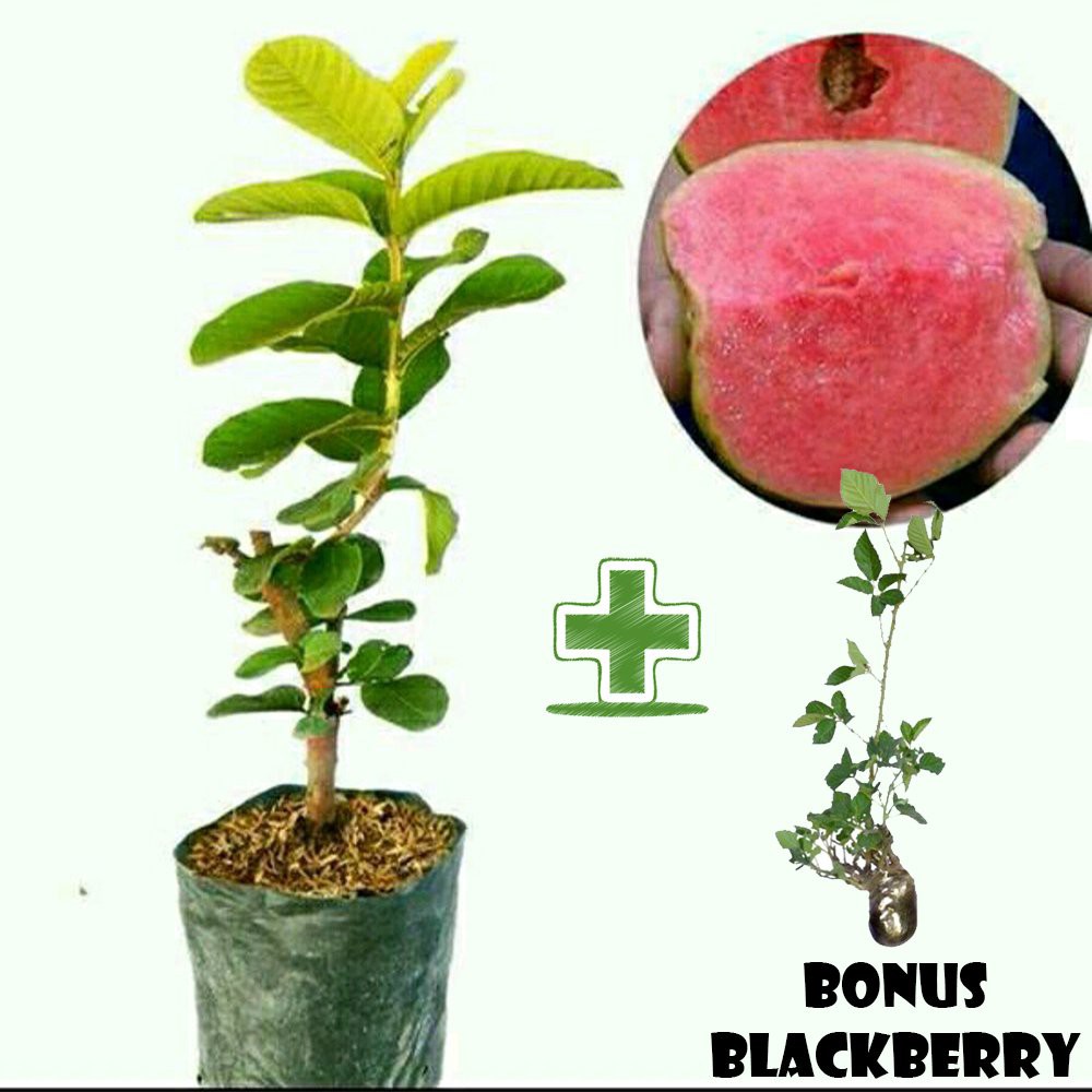 Tanaman BIbit Jambu Sukun Merah BONUS Blackberry