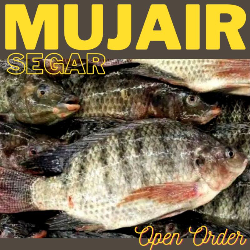 

Ikan mujair