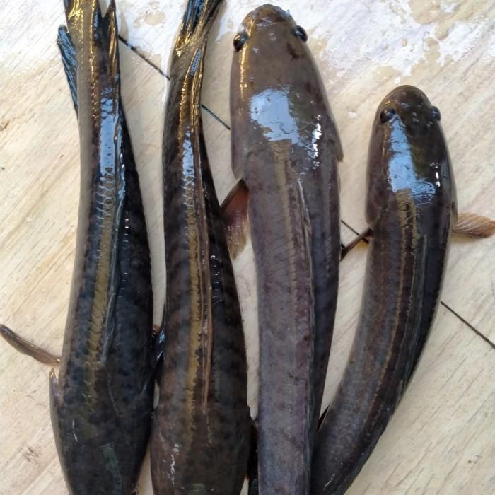 

Fisho | Ikan Gabus Hidup Kaya Albumin Isi 4/Kg Tangerang Selatan-Jabodetabek Ready stock