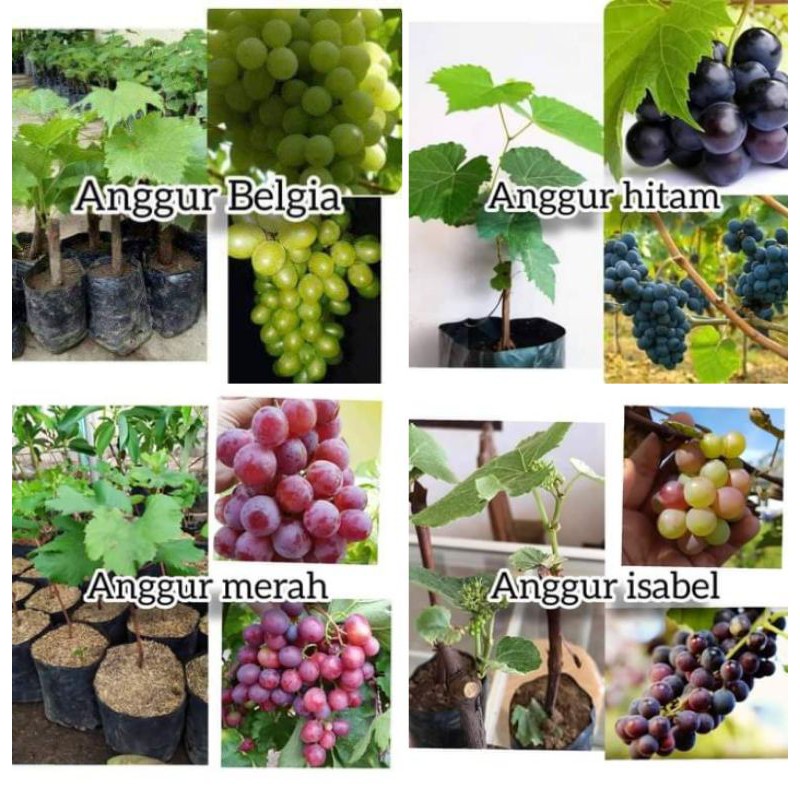 bibit tanaman anggur lokal  super 5 batang