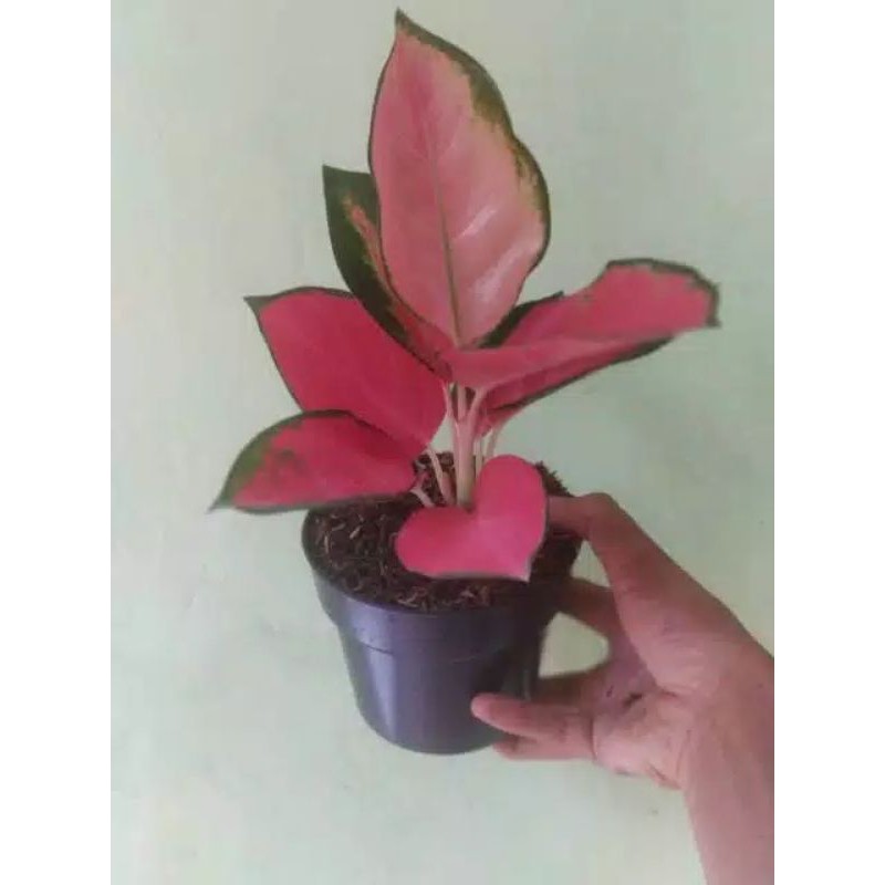 Aglonema Red Majesty