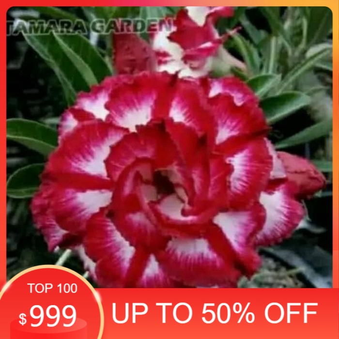 

Bibit bunga kamboja adenium phet mon kon