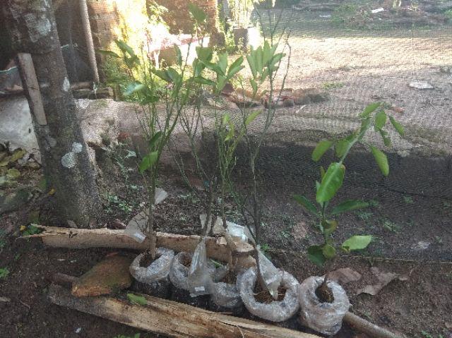 Bibit Jeruk Mandarin 400 Gram / Bibit