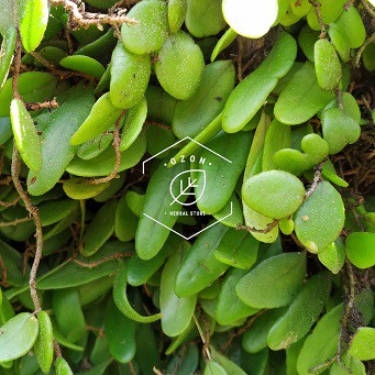 

Daun Sisik Naga Picisan Fresh 100gr