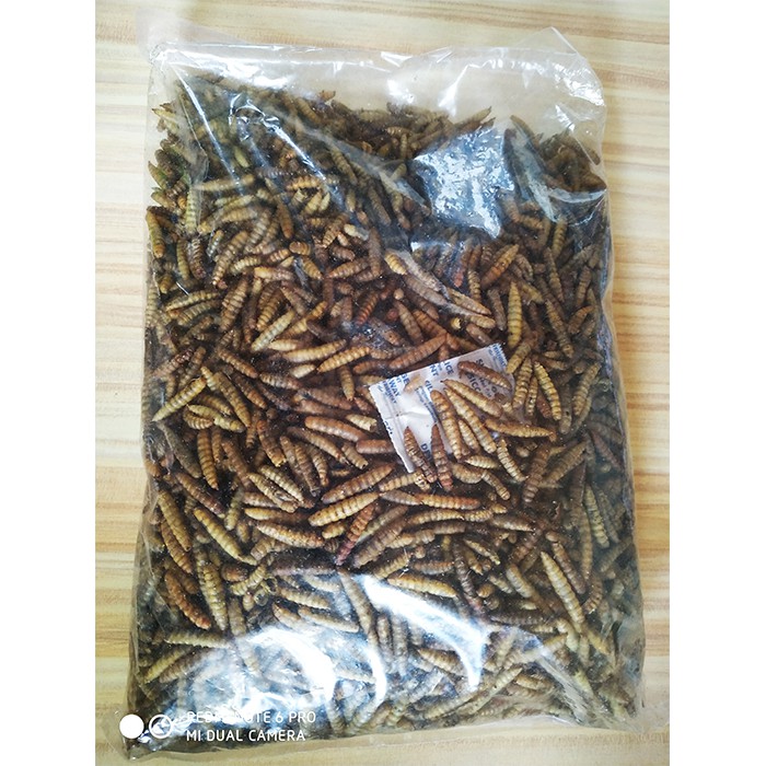 MAGGOT KERING 250GR LARVA BSF MAGOT PAKAN IKAN KOI UNGGAS BURUNG AYAM