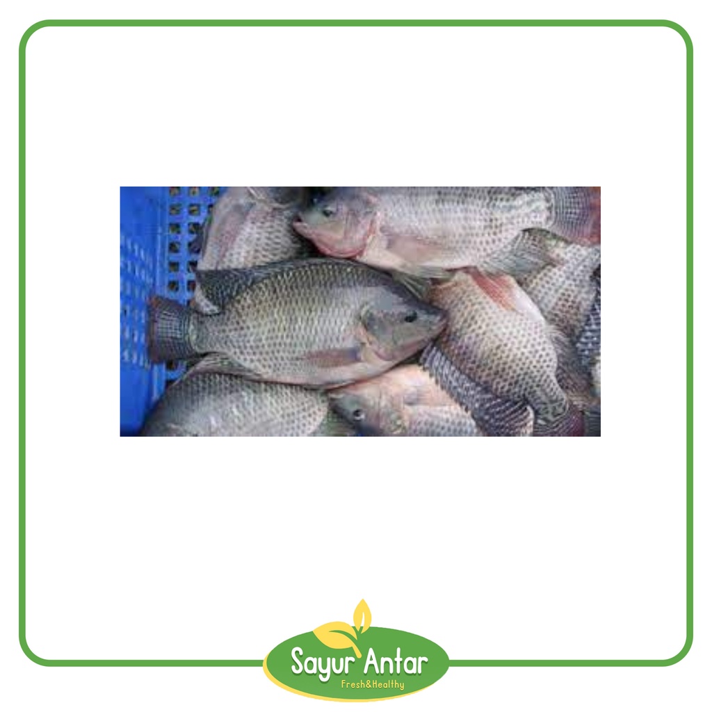 

Ikan Nila 500 gr | Sayur.Antar | Free Ongkir Bandung Cimahi