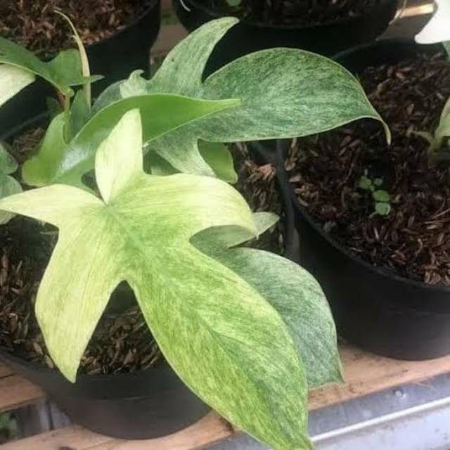 TANAMAN HIAS PHILODENDRON FLORIDA GHOST | Shopee Indonesia