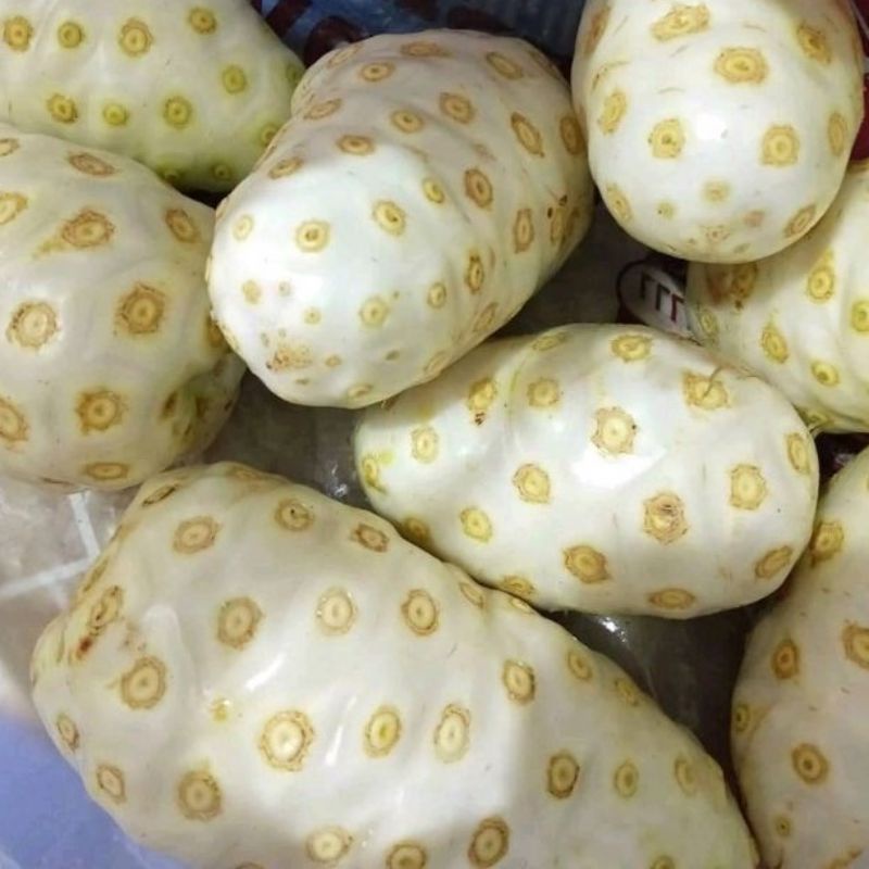 

Buah Mengkudu Pace Segar Organik Morinda Citrifolia