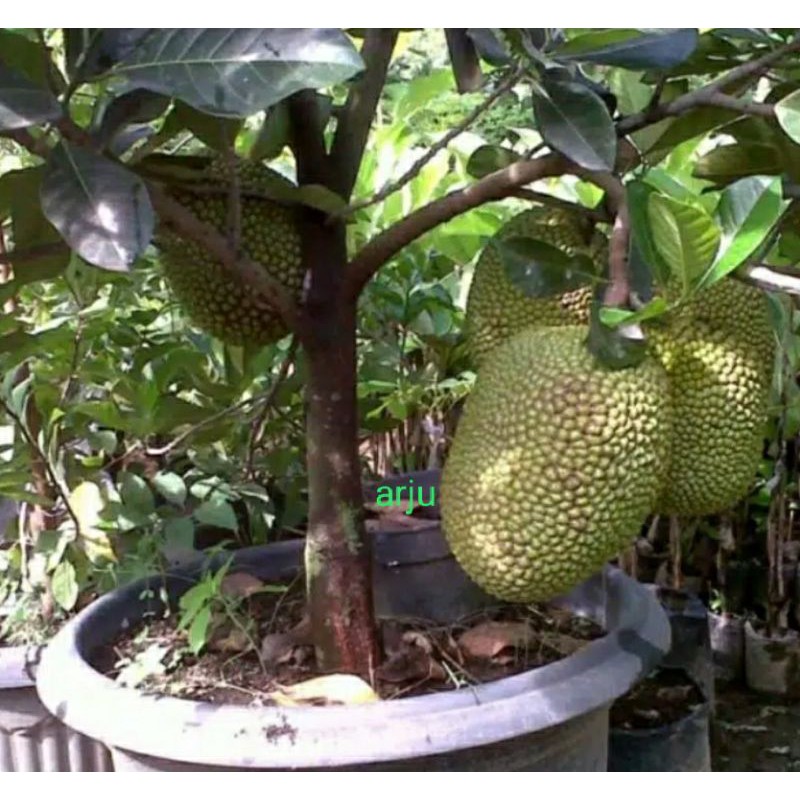 Bibit nangka madu mini
