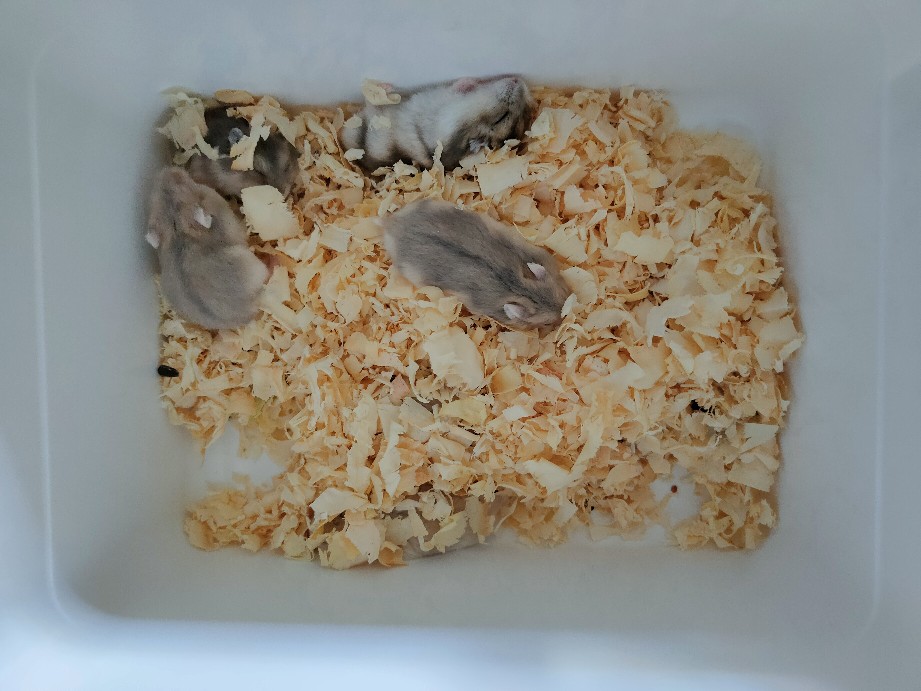 Ember / Box Es Krim (harga Murah Khusus P.o)