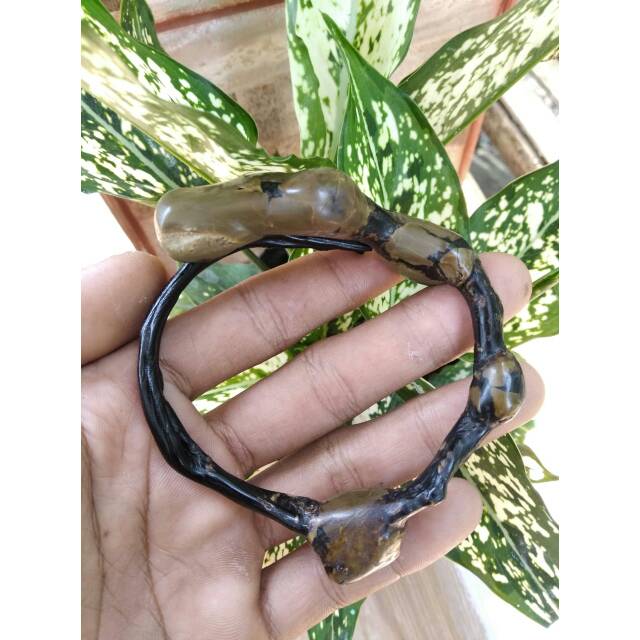 Gelang akar bahar bonggol