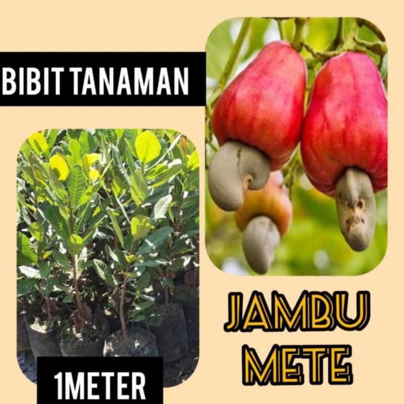 bibit jambu mete jambu mede jambu monyet pohon jambu mete unggul jambu super
