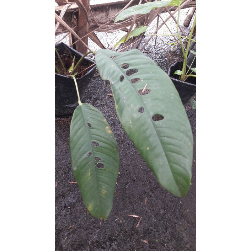 tanaman hias DUDA BOLONG