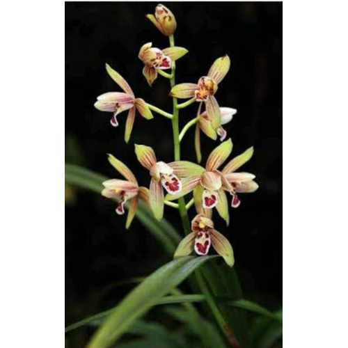 cymbidium ensifolium