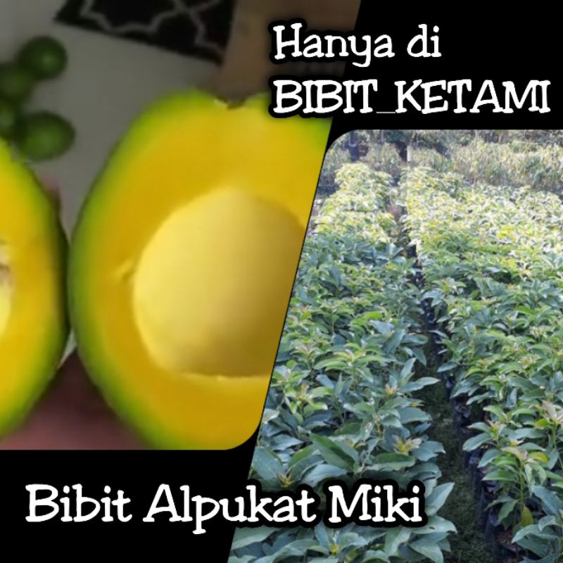 Bibit Alpukat Miki - Kategori Standart (ORIGINAL)