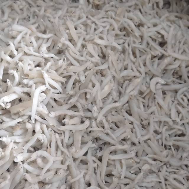 

Teri toge ukuran kasar kering putih