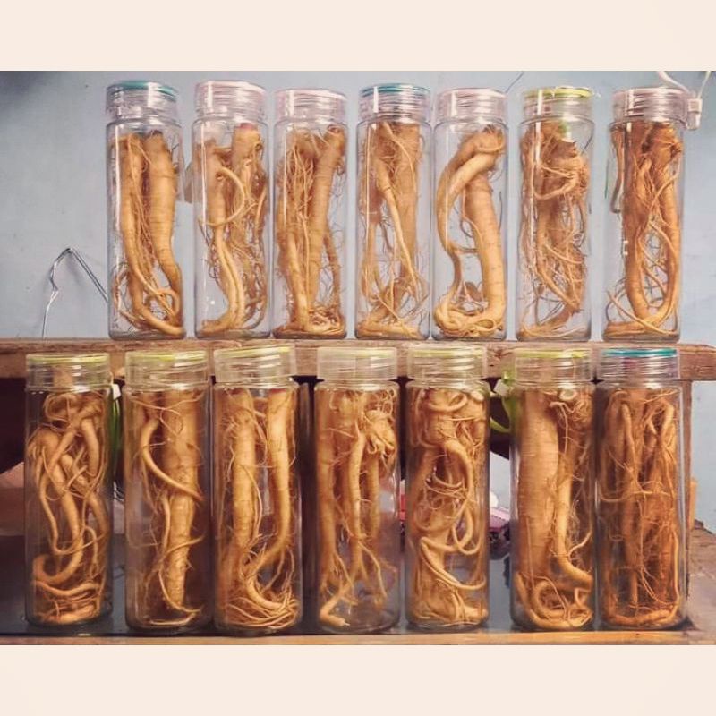 

gingseng merah korea