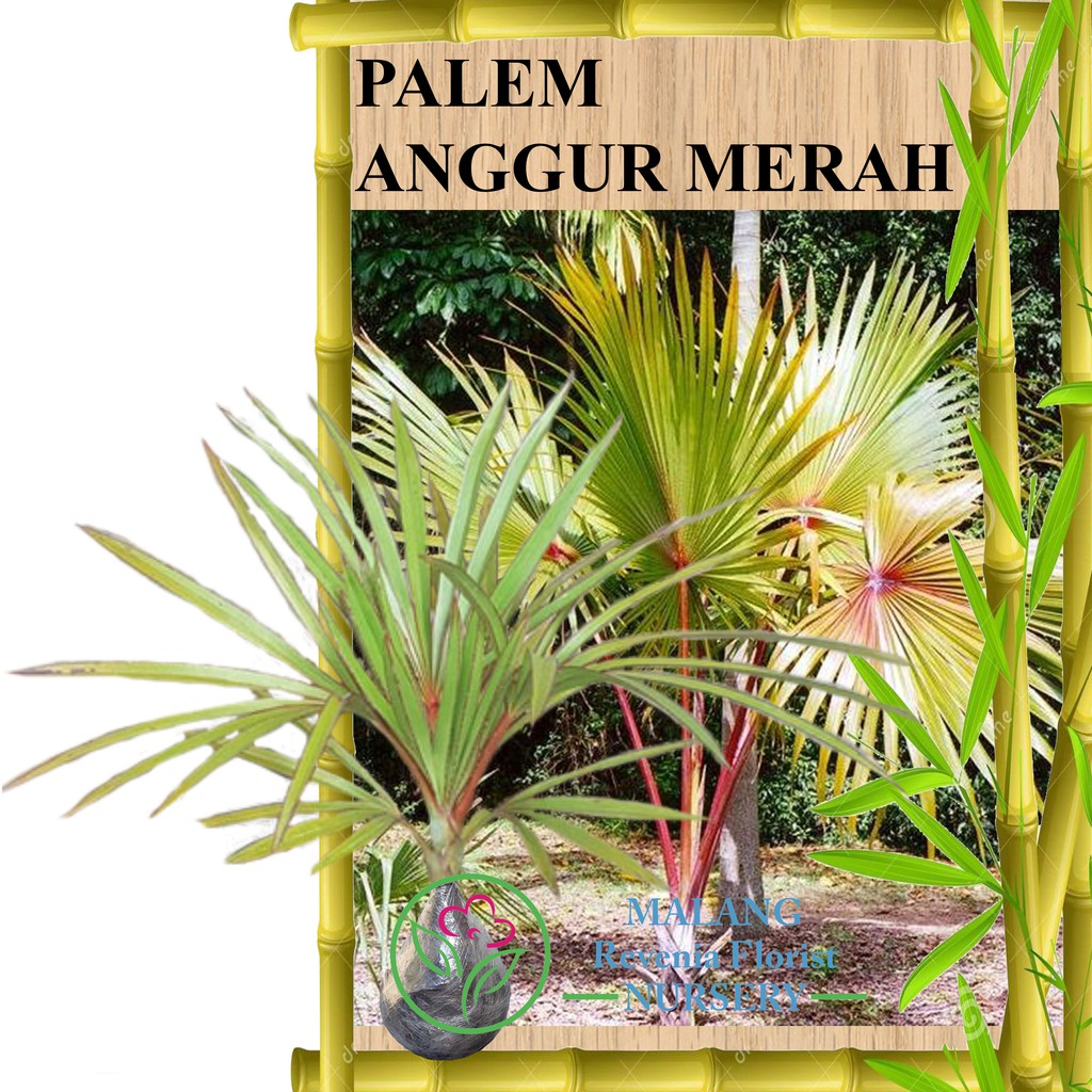 Tanaman Palem Anggur Merah