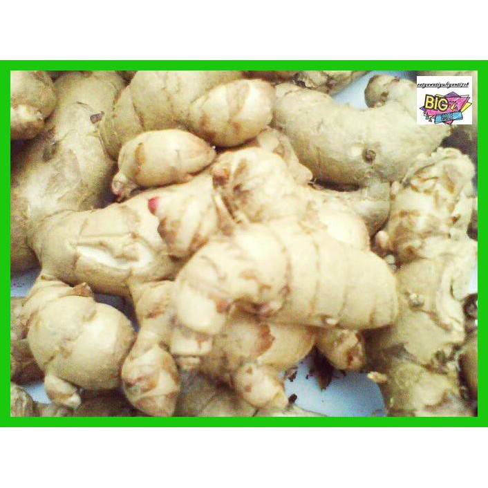 

obatlabreh- kunyit / temu putih segar 1kg curcuma zedoaria herbal kanker -aslii.