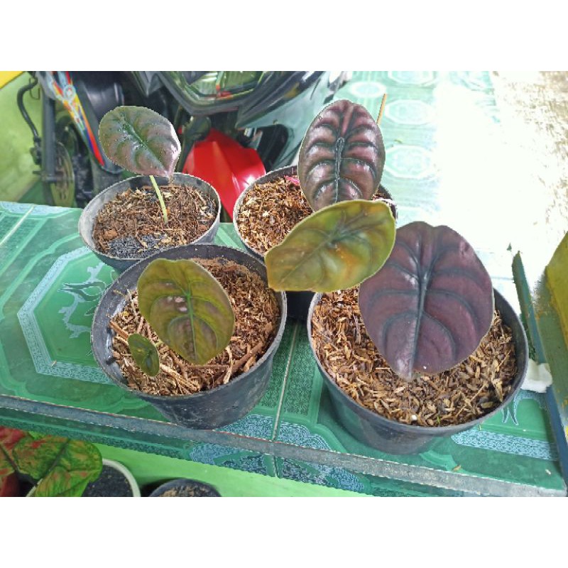 tanaman hias alocasia cuprea keladi tengkorak hitam caladium