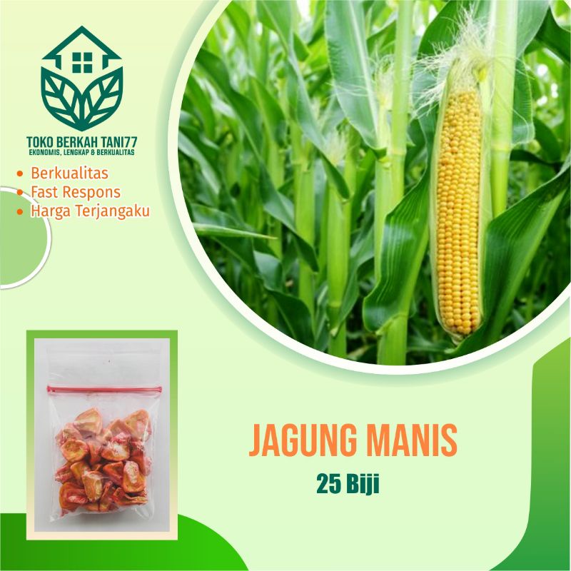 BENIH SAYURAN UNGGUL TERLENGKAP TERJANGKAU BIBIT KUBIS TOMAT SAWI TERONG CABE BUNCIS BAYAM KANGKUNG-Jagung manis
