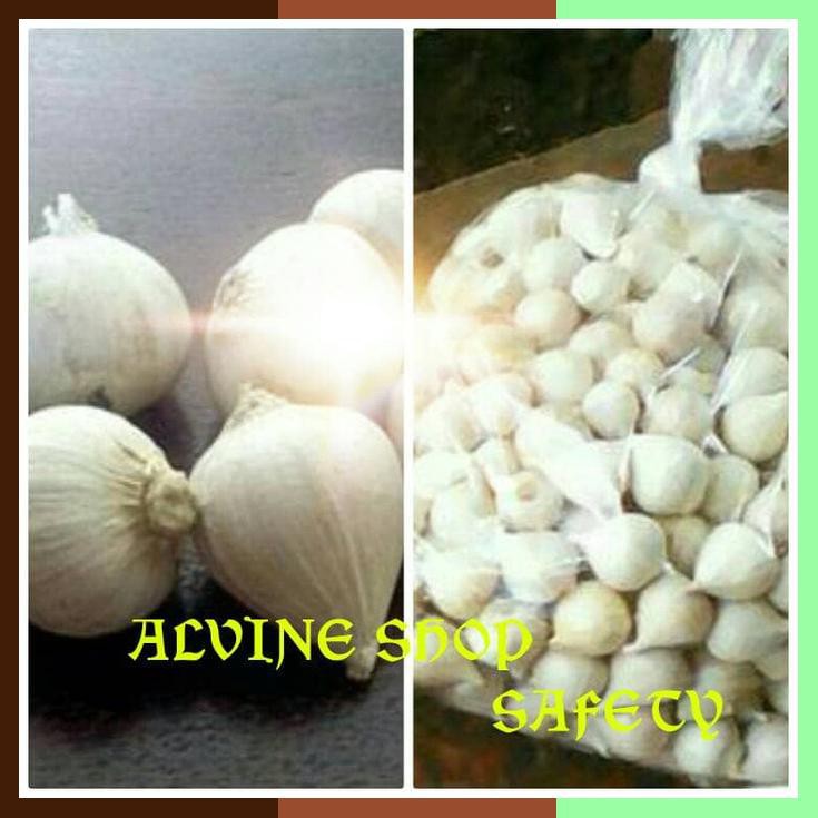 

Bawang Putih Tunggal / Bawang Lanang Alami
