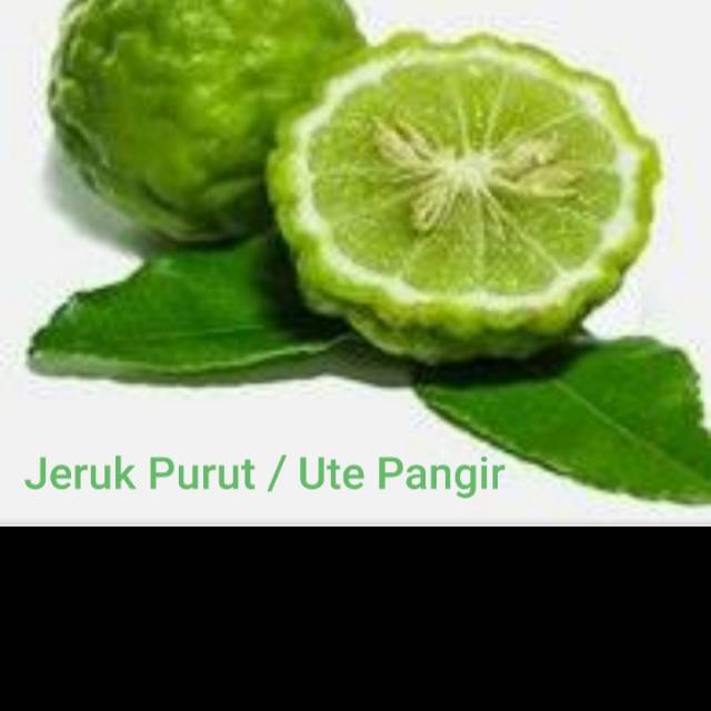 

Jeruk Purut / Ute Pangir Betina dan Jantan 1 pcs
