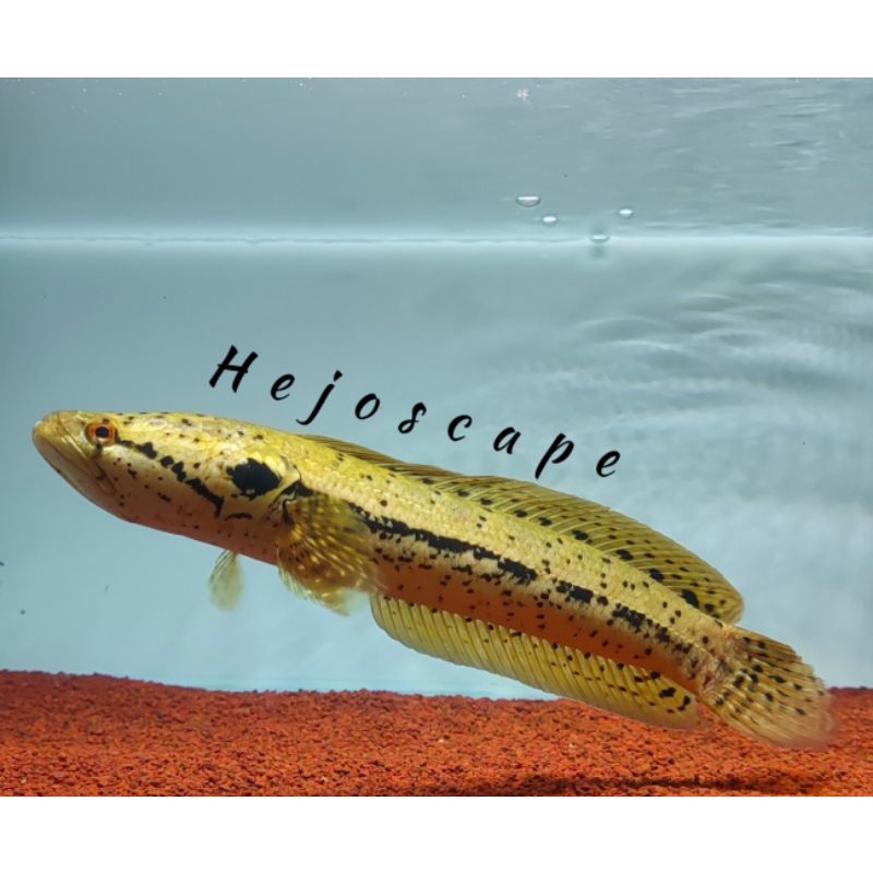 Bankanensis / Bangkanensis Yellow/Green 5-6cm