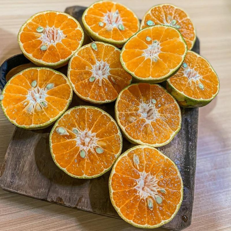 Bibit jeruk mandarin SUDAH BERBUAH/BERBUNGA