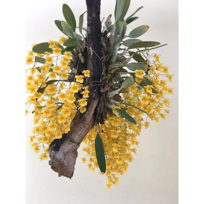 jual anggrek dendrobium agregatum rimbun