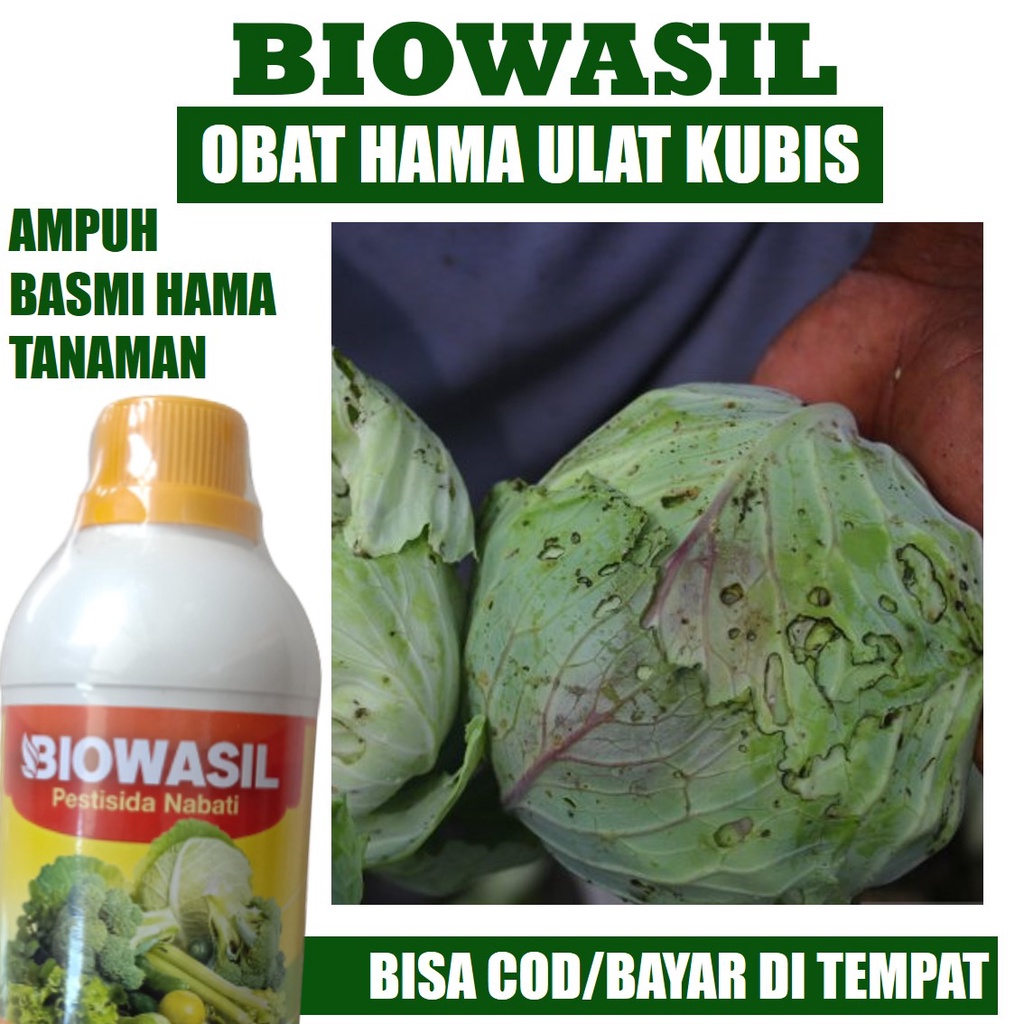 PROMO MURAH Pupuk Pestisida Semprot Atasi Ulat Kubis, Obat Ulat Kubis Terbaik, Obat Hama Ulat Kubis,