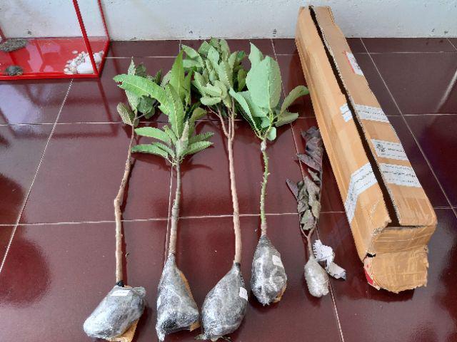 Bibit Tanaman Buah Alpukat Wina