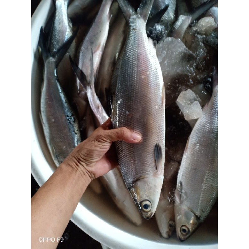 

IKAN BANDENG SEGAR HARIAN IKAN TAWAR SIZE 2-3 /1KG