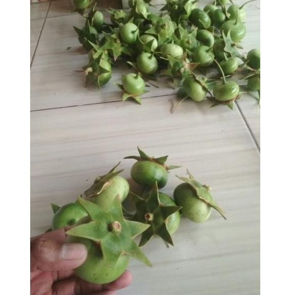 

⇅ BUAH SEGAR PEDADA (Sonneratia caseolaris) 1KG / BUAH AJAIB BANYAK MANFAAT ぐ