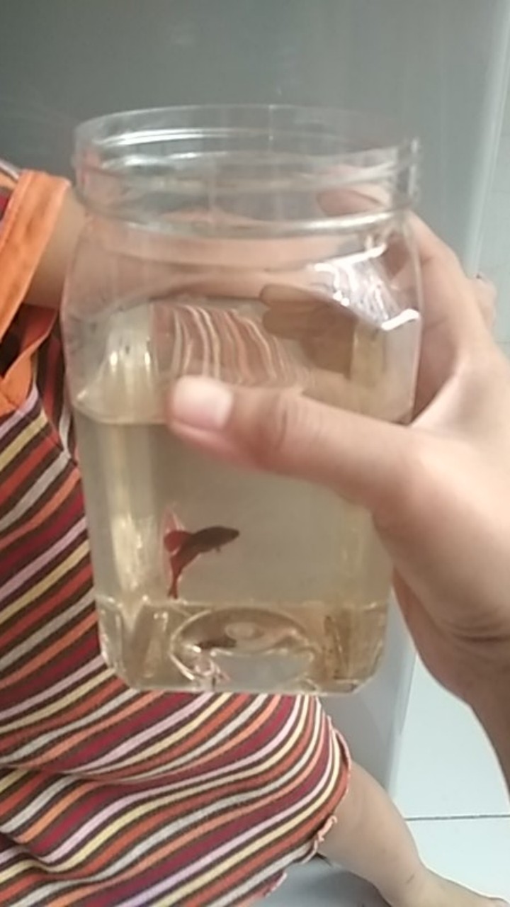 Toples 1l Bisa Untuk Cupang Termurah.