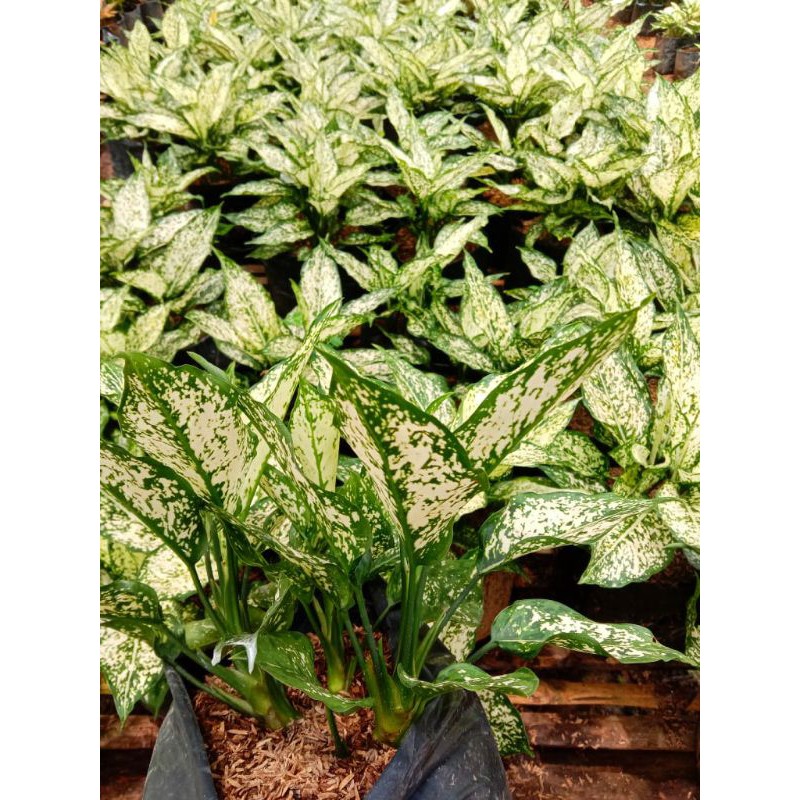 aglonema snow white rumpun MURAH