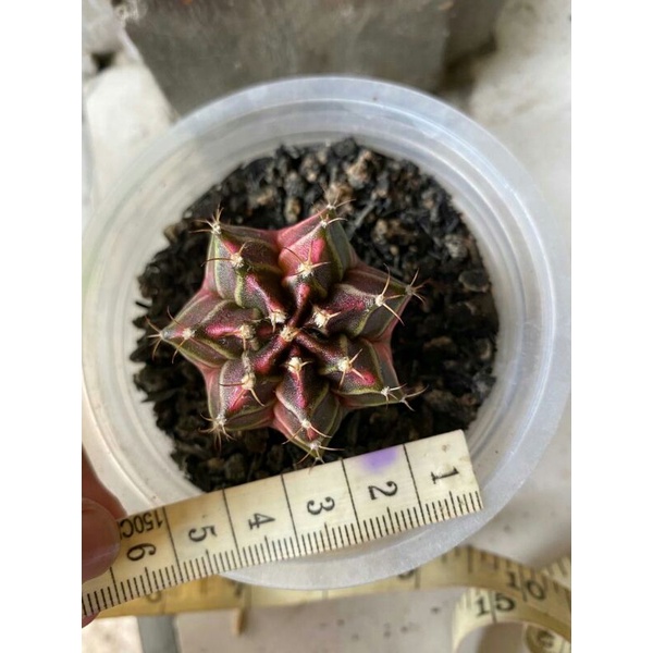 Kaktus Gymno Miha / Milo / Starfire M7 d 5 cm