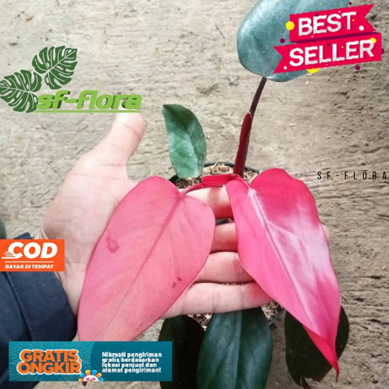 tanaman hias philodendron pink dark lord - Philodendron dark lord pink ( Bisa COD )
