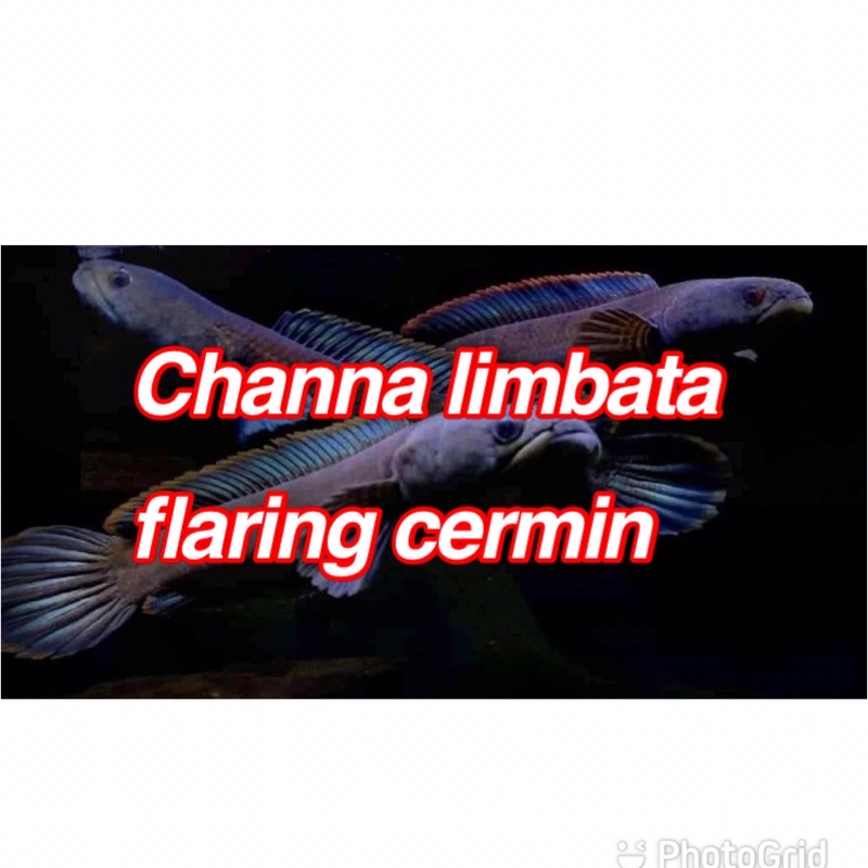 ikan chana limbata size 8-10cm channa limbata jumbo cana limbata galak predator air tawar FLARING KA